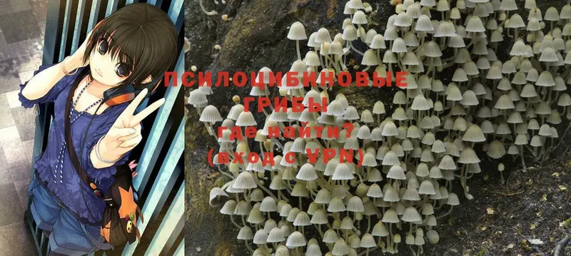 Псилоцибиновые грибы Psilocybe  где купить наркотик  Бахчисарай 